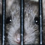 a rat behind bars