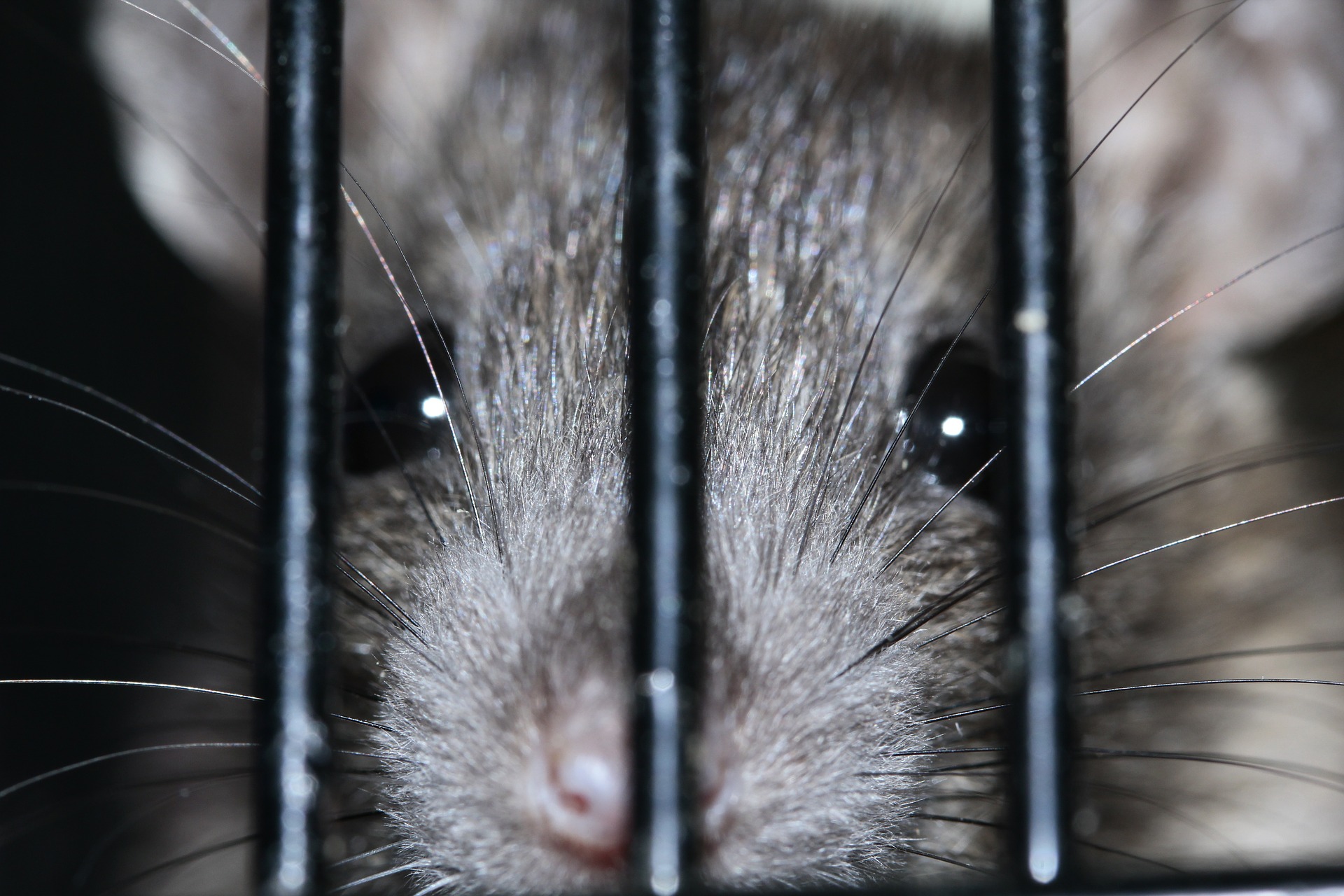 a rat behind bars