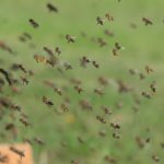 bees