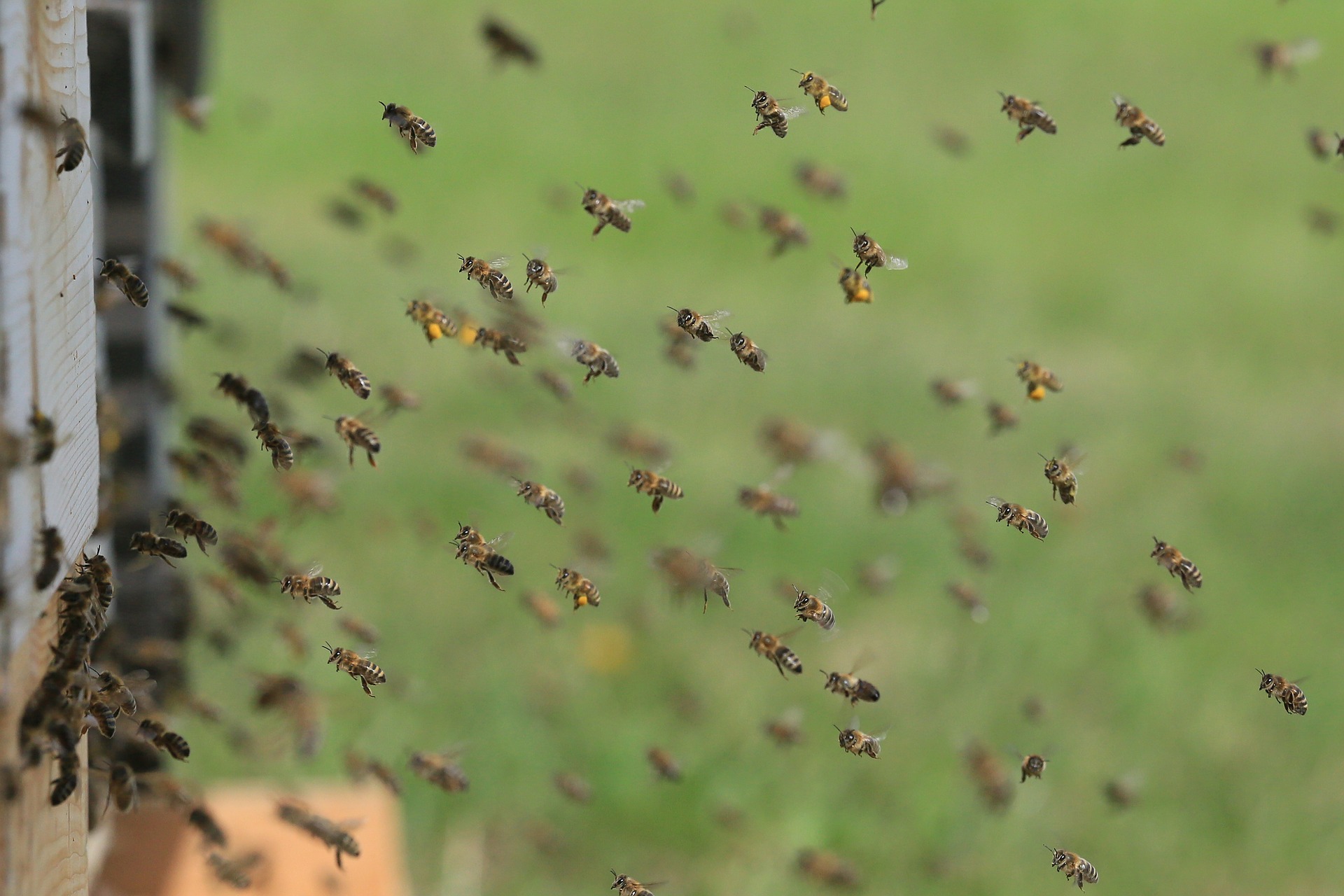bees