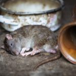 dead rat