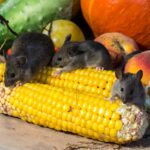 mice