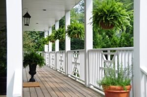 plants